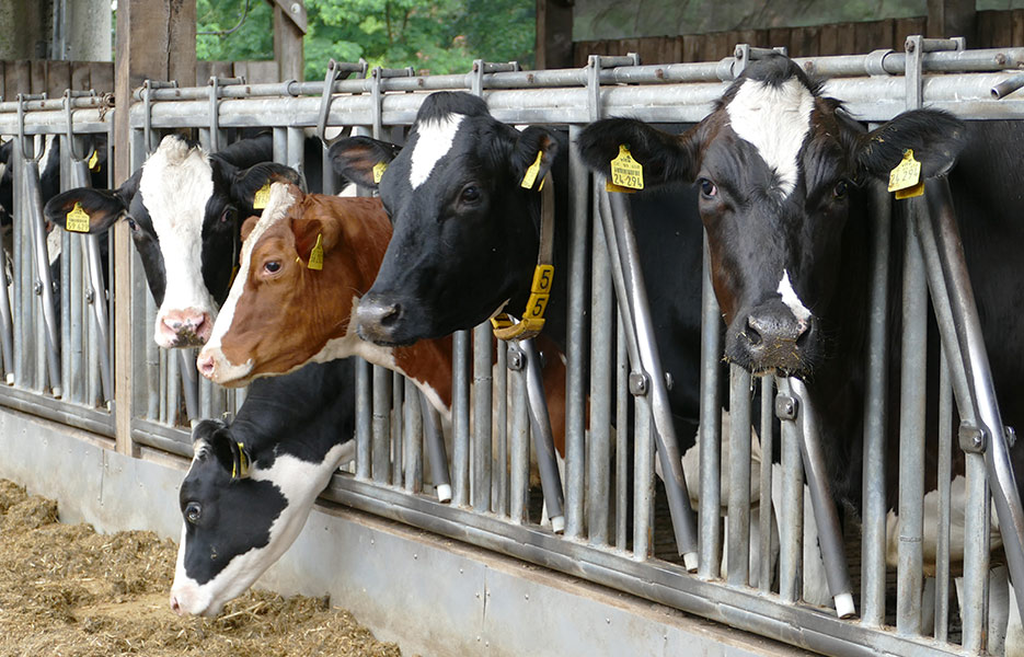 Futtermischwagen-FAQ